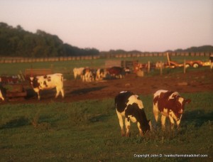 pasture raised animals