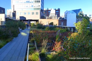 Post image for The High Line Takes Root in New York City