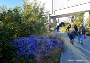 Manhattan garden