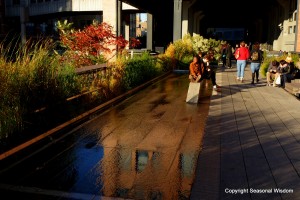 New York elevated garden