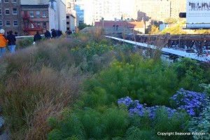 urban gardening