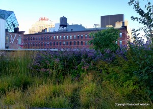 urban gardens