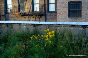 The High Line NY