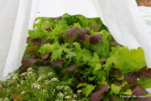 Post image for How to Grow Vegetables All Year Long (Even in Winter!)