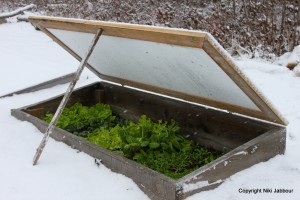 salad greens inside