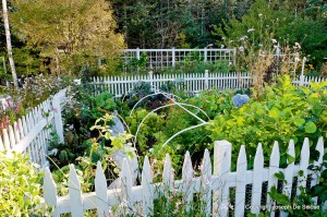 kitchen garden