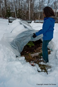 protecting vegetables in snow storm