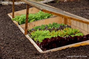 salad greens growing inside