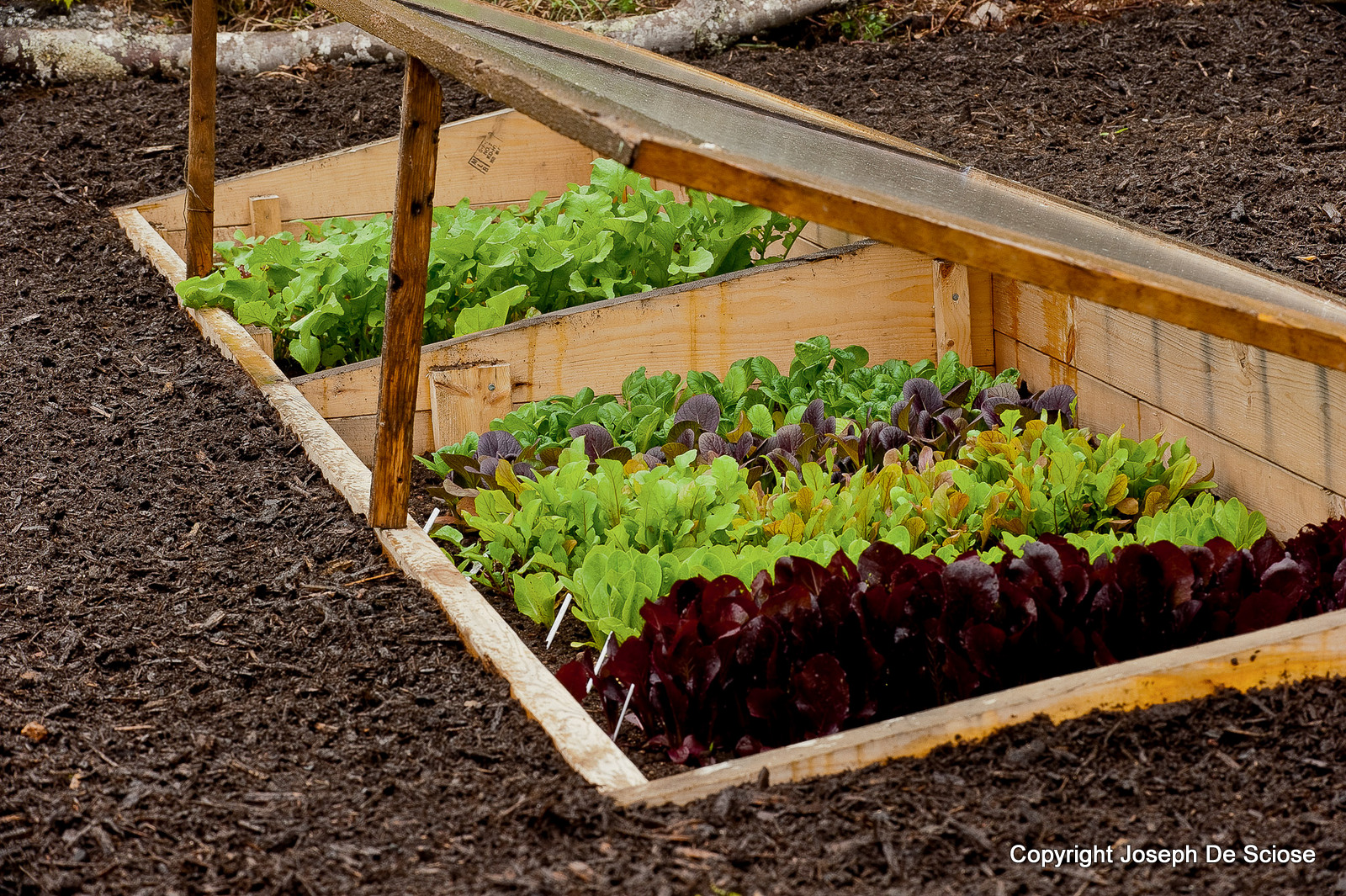 How do you grow vegetables?