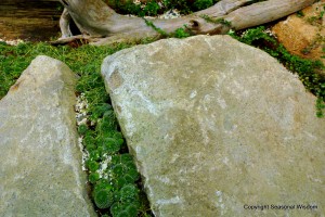 Succulents and rocks