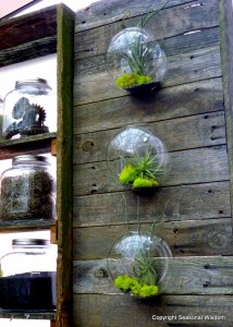 wall terrariums air plants moss