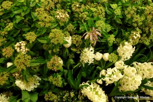 White flowers growing in a garden together