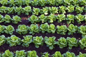 Gardening tips for growing foods, like these lettuces, as well as other edible and ornamental plants.