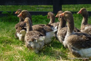 Heritage geese at P. Allen Smith's garden.