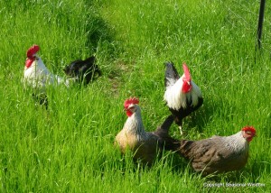 Heritage roosters in the fields at P. Allen Smith's garden.