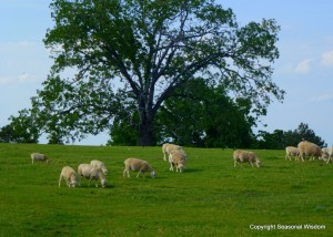 White dorper sheep in P.Allen Smith's garden.