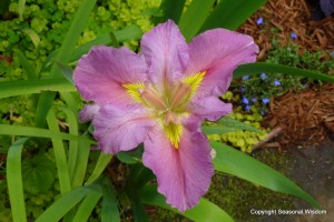 Day lily in P. Allen Smith's garden.