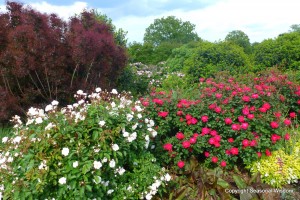 Roses and more at P. Allen's garden