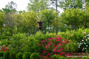 P. Allen Smith's garden filled with historic roses.