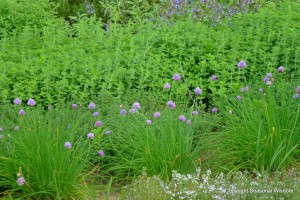Flowering chives and other herbs in P. Allen Smith's garden.