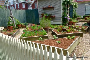 Lots of herbs and vegetables grow in P. Allen Smith's garden.