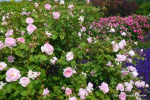 Pink roses abound in P. Allen Smith's garden.