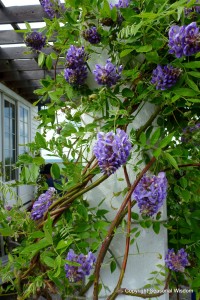 Wisteria frutescens ‘Amethyst Falls’ climbs the white columns in P. Allen Smith's gardens.