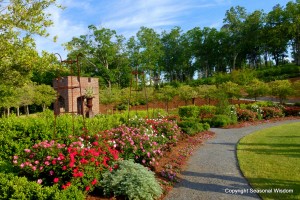 Noisette roses at P. Allen Smith's garden.