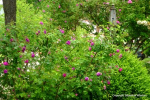 Old-fashioned roses in P. Allen Smith's garden.