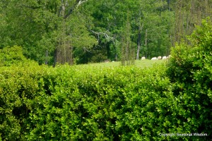 White dorper sheep in P. Allen Smiths' garden from a distance.