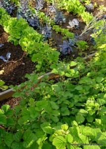 Vegetables growing in P. Allen Smith's garden.