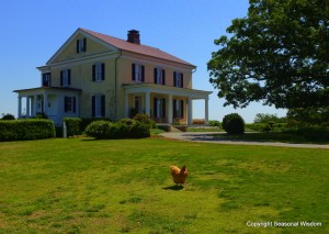 A chicken crosses the yard in front of P. Allen Smith's Moss Mountain farmhouse.