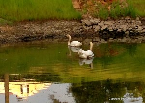 Two swans glide across at pond in P. Allen Smith's garden.