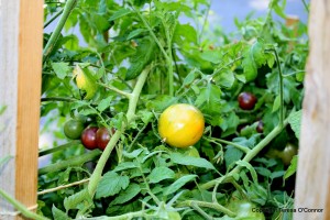 Growing healthy tomatoes like these two fun varieties.