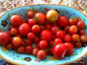 Lots of tomatoes in a bowl, and tips for growing healthy tomatoes.