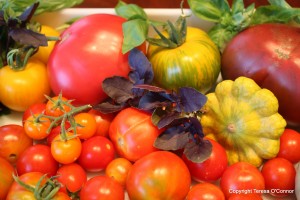 Post image for A Quick Guide to Growing Healthy Tomatoes
