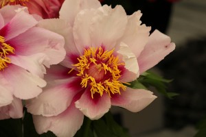 Pink Peonies grow at 2013 Chelsea Flower Show