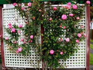 garden trellis with roses