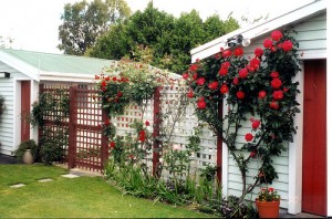 Lattice trellis with roses