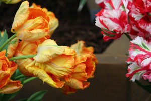 Striped tulips at 2013 Chelsea Flower Show