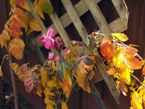 A lattice trellis in autumn