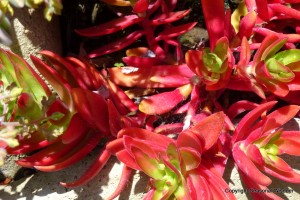 Crassula capitella campfire is among the gorgeous succulents in this vertical succulent garden