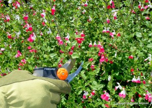 Fiskars PowerGear pruners at work. One of prizes in mid-summer garden giveaway