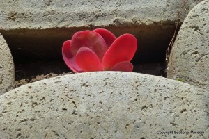 Kalanchoe flapjack is in this vertical succulent garden