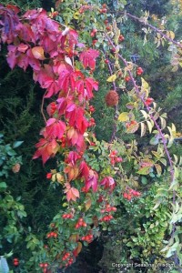 From edible flowers like roses come rose hips that can be used in hot teas.