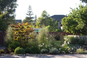 Large, medium and small plants in Billy Goodnick garden designs.