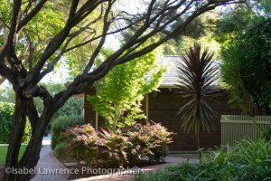 More wonderful trees and shrubs on Billy Goodnick garden tour.