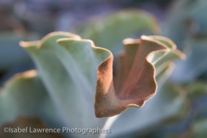 Velvet elephant ear  (Kalanchoe beharensis) is planted in this Billy Goodnick designed garden.