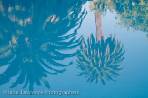 Palm trees reflect in swimming pool during Billy Goodnick garden tour.