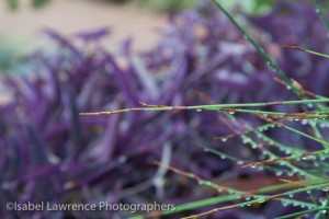 A purple wandering Jew grows alongside a dew-dipped cape reed (Chondropetalum tectorum), in Billy Goodnick garden design